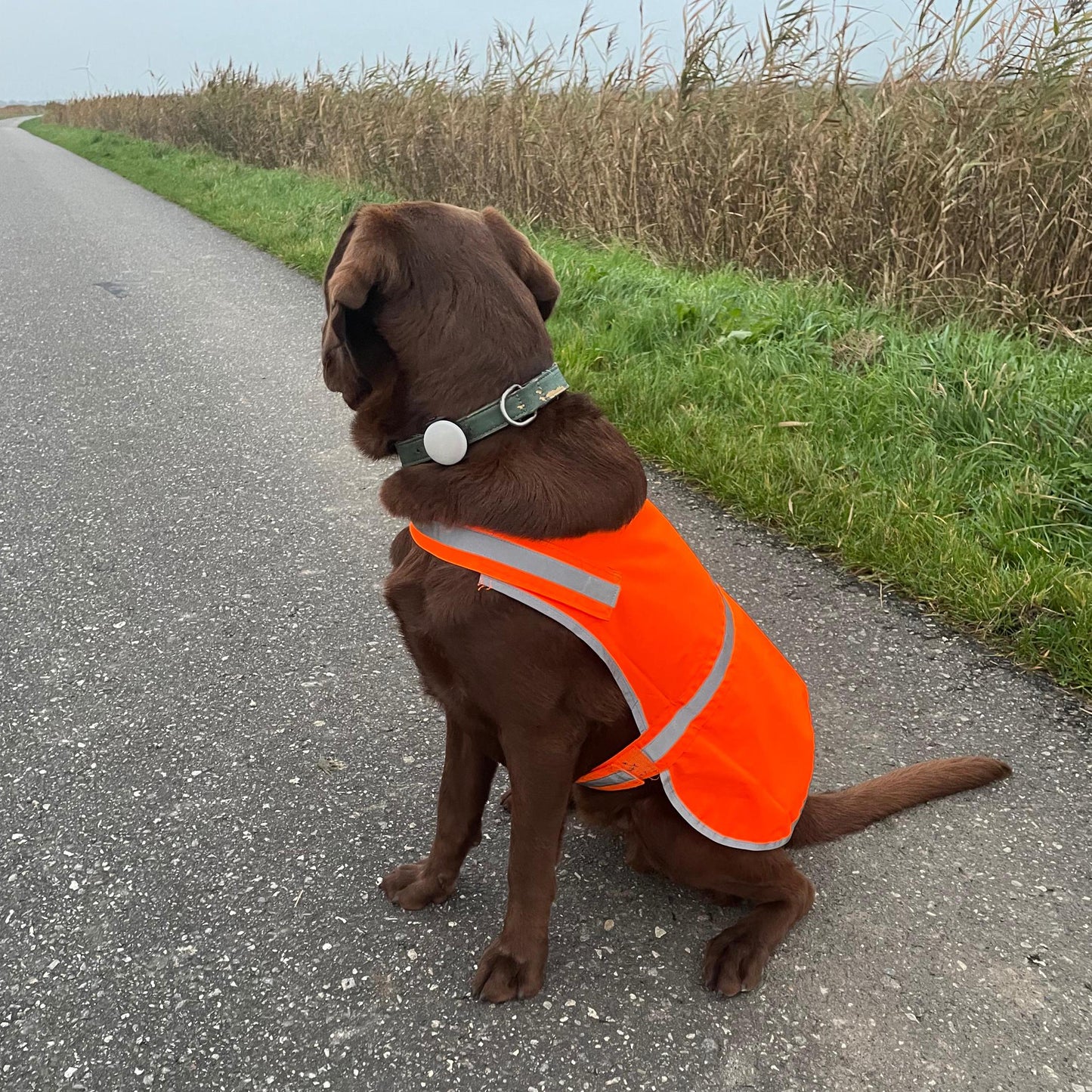 Hundeweste / Hunde Warnweste / Sicherheitsweste reflektierend / gelb, orange, grün, silber, gold