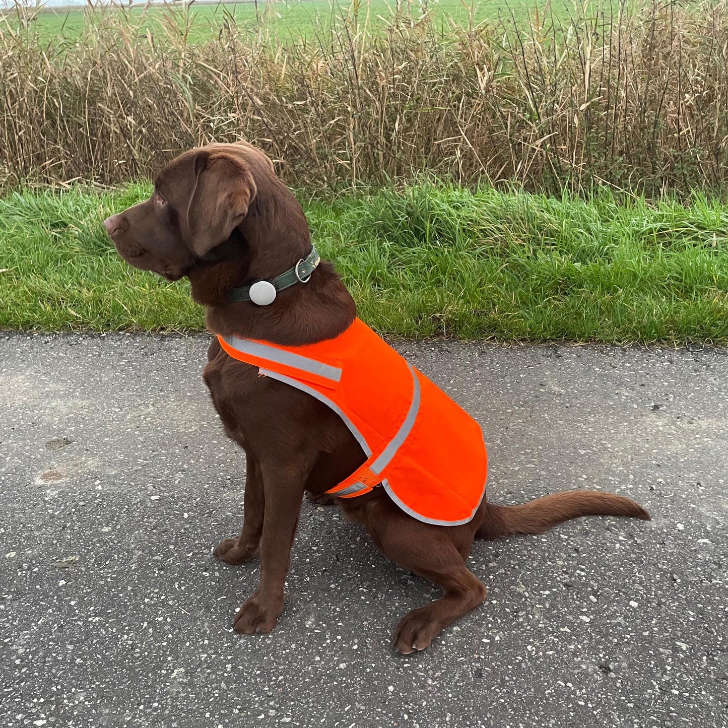 Hundeweste / Hunde Warnweste / Sicherheitsweste reflektierend / gelb, orange, grün, silber, gold